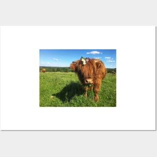 Scottish Highland Cattle Calf 2021 Posters and Art